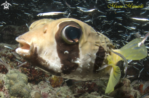 A Porcupine fish