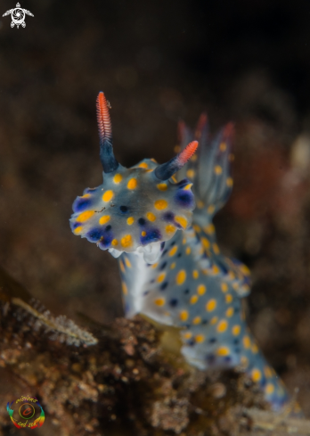 A Hypselodoris kanga