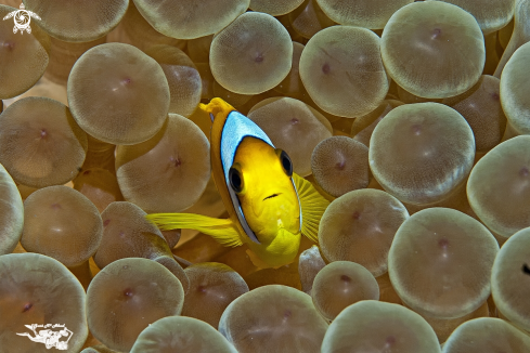 A Amphiprion bicinctus | 