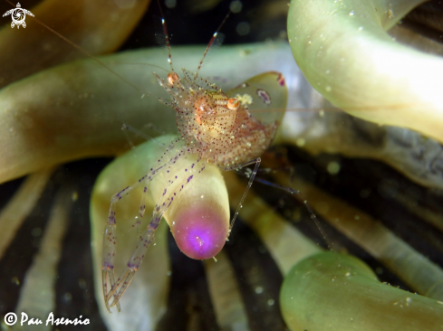 A Crystal prawn