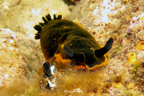 A Nudibranch