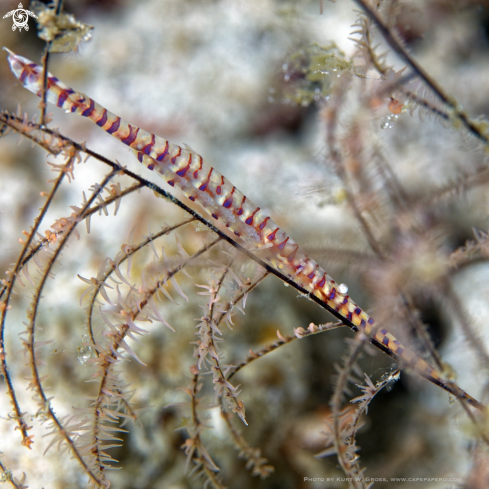 A Tozeuma armatum | Shrimp
