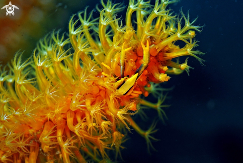 A Crinoid Squat Lobster