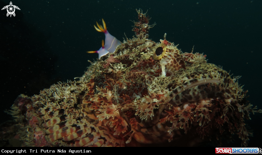 A nudi branch and Stonefish