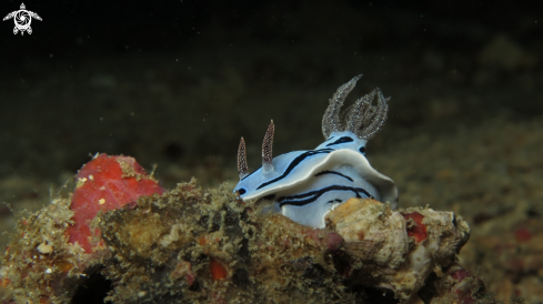 A nudi branch 