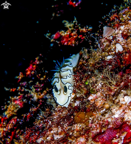 A Cheesecake Nudibranch