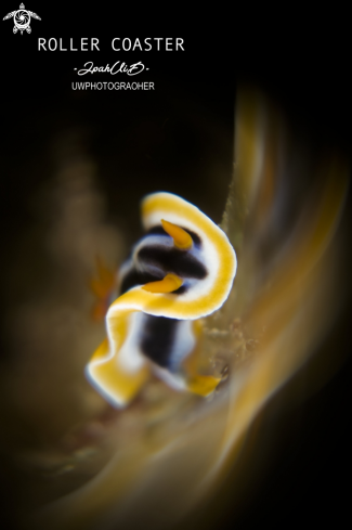 A Chromodoris Magnifica | Nudibranch