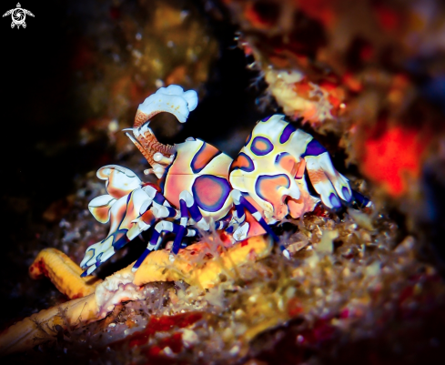 A Harlequin Shrimp