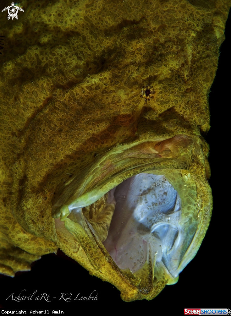 A Commerson's (Giant) Frogfish