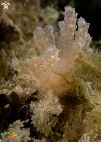 A Phyllodesmium cryptica