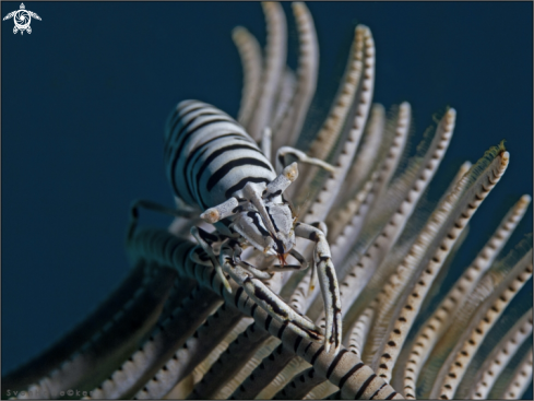 A Laomenes pardus | Leopard Crinoid Shrimp