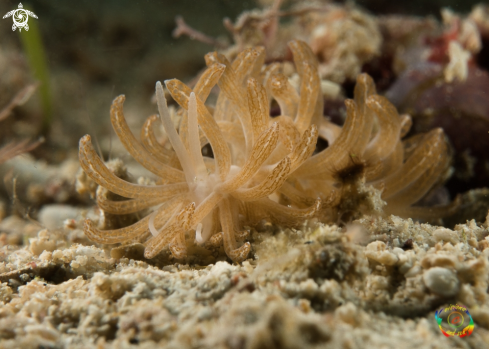 A Phyllodesmium sp 8