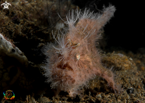 A Hairy frogfish