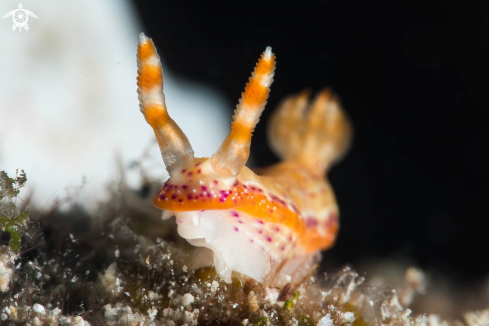 A Nudibranch