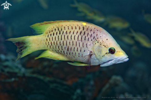 A Wrasse, Lippfisch