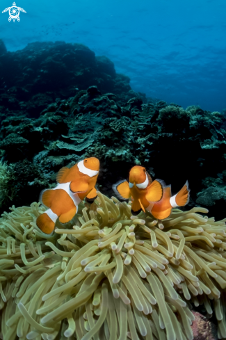 A Clown Anemonefish