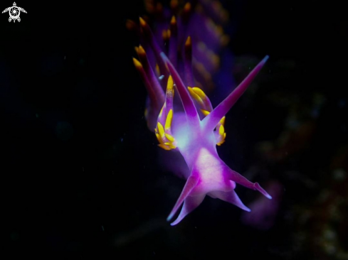 A Nudibranch