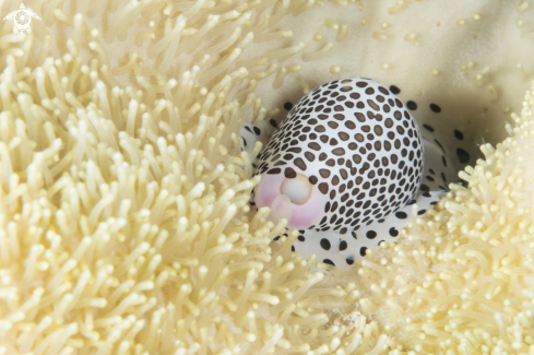 A Calpurnus verrucosus | Little Egg Cowry