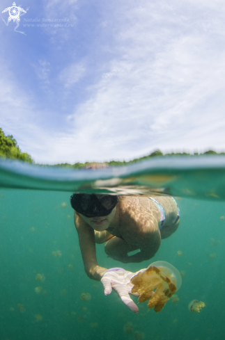 A Jelly fish