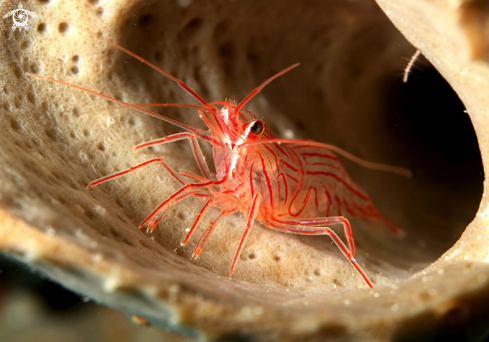 A Lysmata wurdemanni | SHRIMP PEPPERMINT