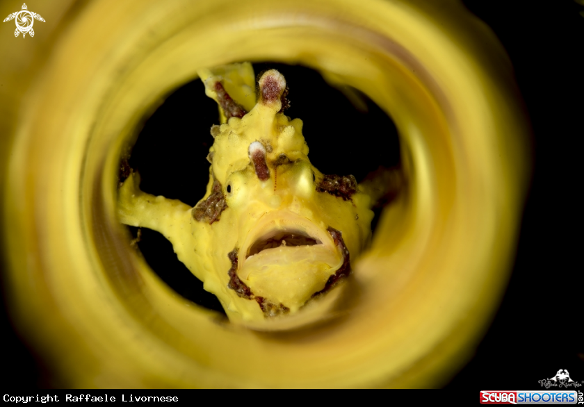 A Yellow frog fish