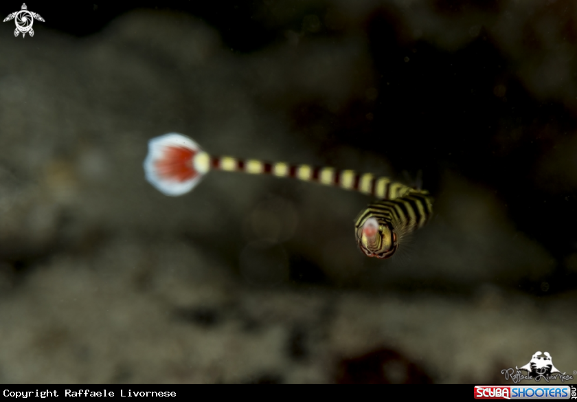 A Pipe fish