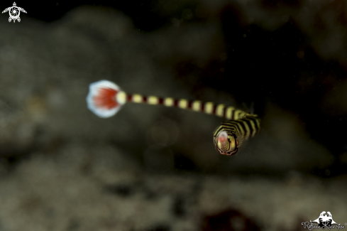 A Pipe fish