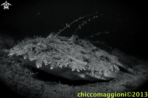 A lophius piscatorius | anglerfish