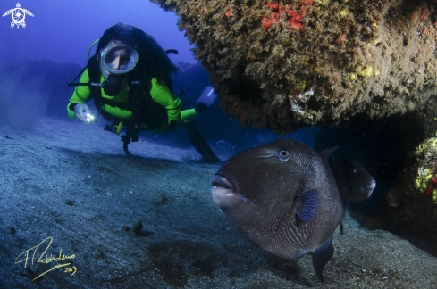 A Grey triggerfish