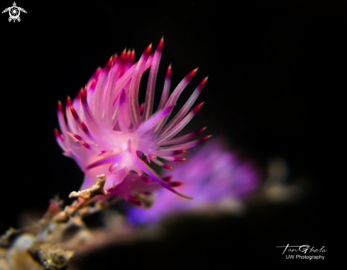 A Flabilina | Nudibranch
