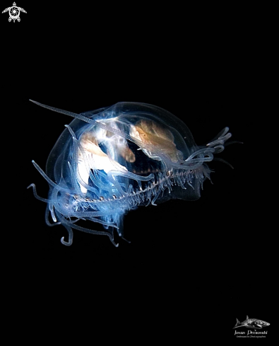 A Slatkovodna meduzica / Freshwater jellyfish  .