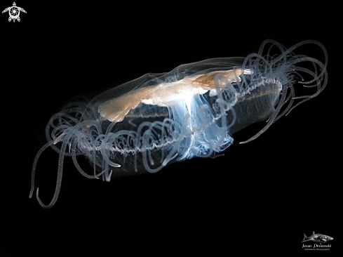 A Slatkovodna meduzica / Freshwater jellyfish  .