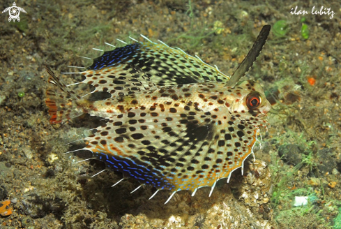 A reef fish