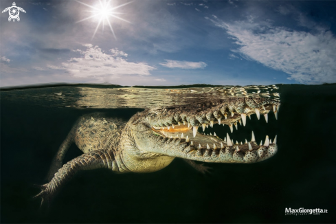 A american crocodile