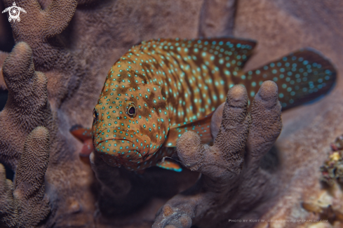 A Cephalopholis cyanostigma | Grouper