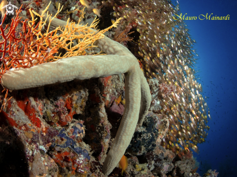 A Glassfish & seastar