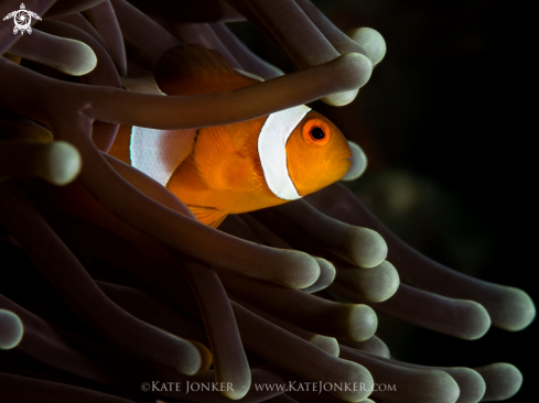 A Clownfish