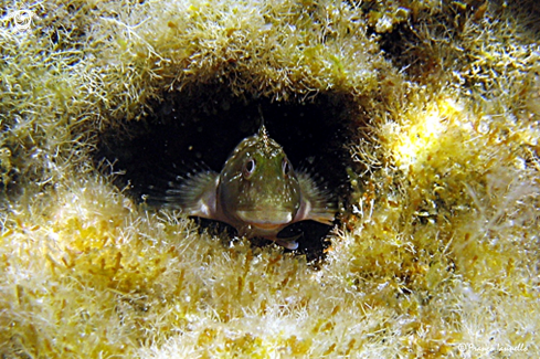 A Blenniidae | Bavosa