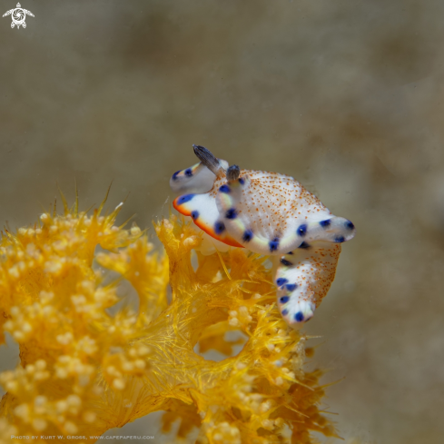 A Armina sp. | Nudibranche