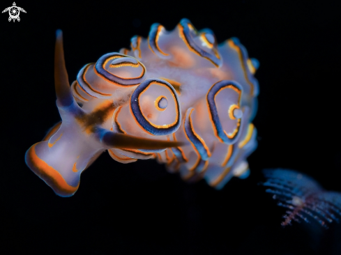 A Nudibranch