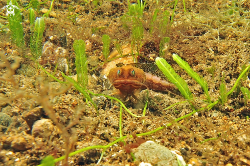 A reef fish