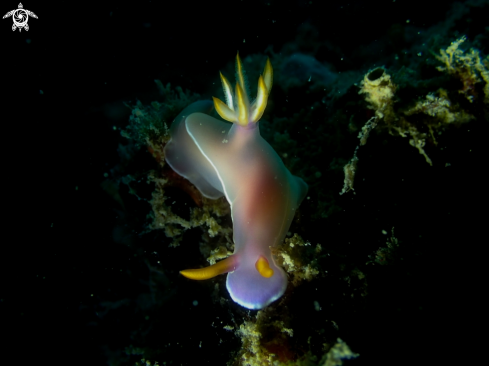 A Nudibranch