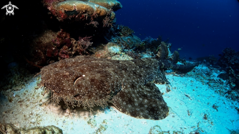 A Wobbegong Shark