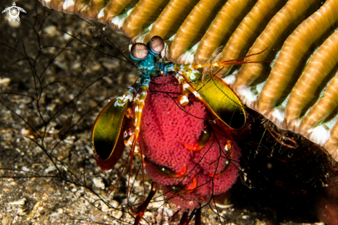 A Mantis Shrimp 