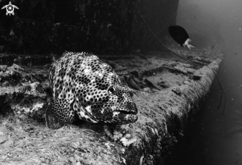 A Honeycomb Grouper