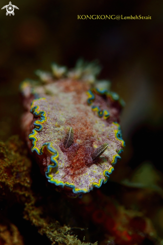 A Nudibranch