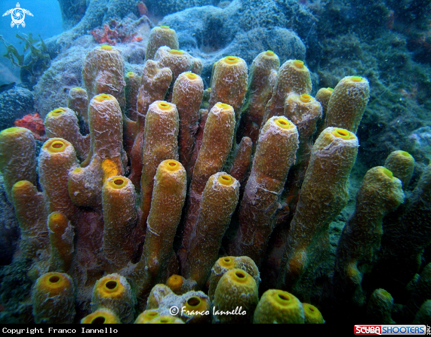 A Sponge Porifera