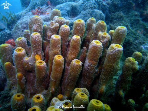 A Aplysina aerophoba | Sponge Porifera