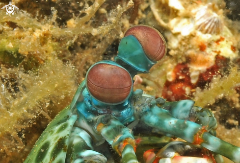 A Mantis shrimp