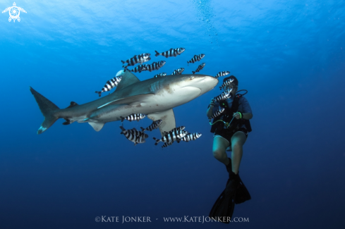 A Oceanic white tip shark